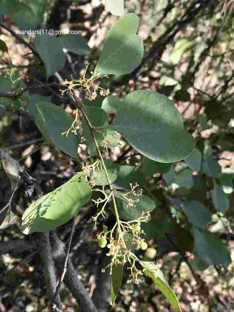 Gymnosporia senegalensis