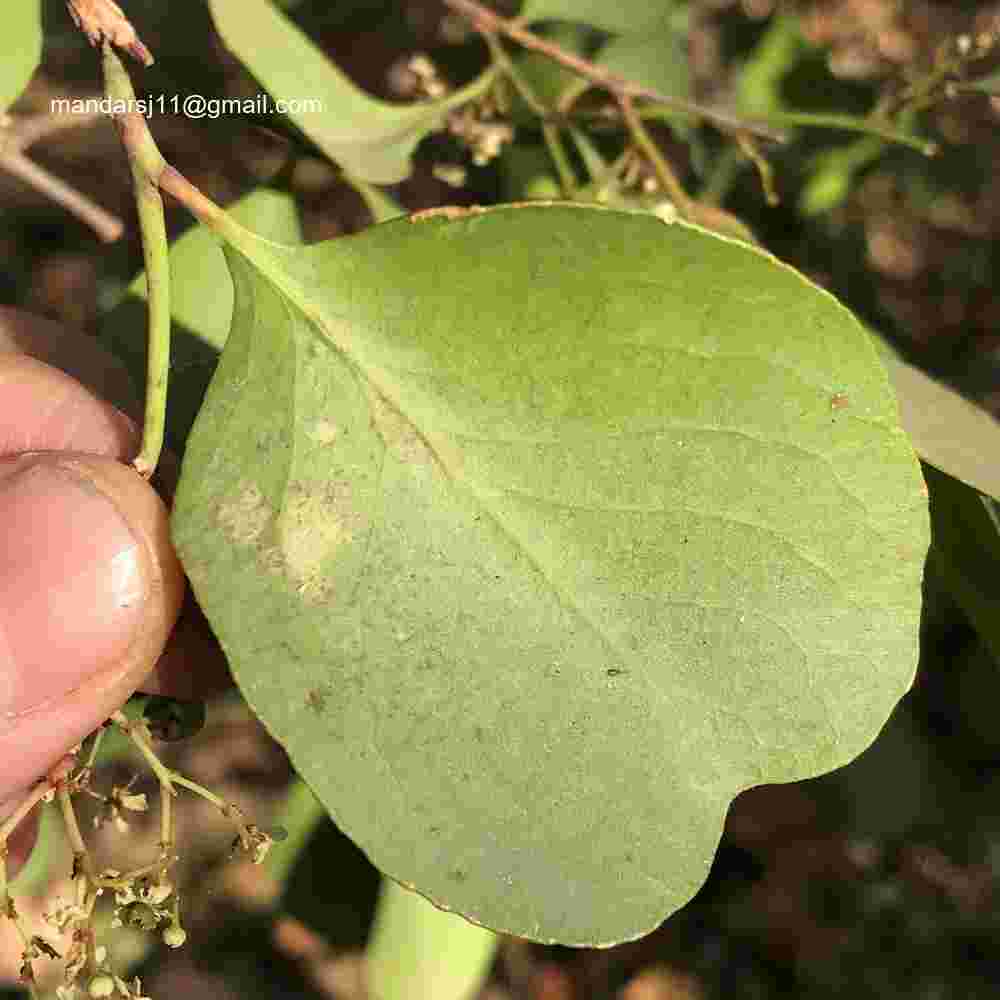 Gymnosporia senegalensis