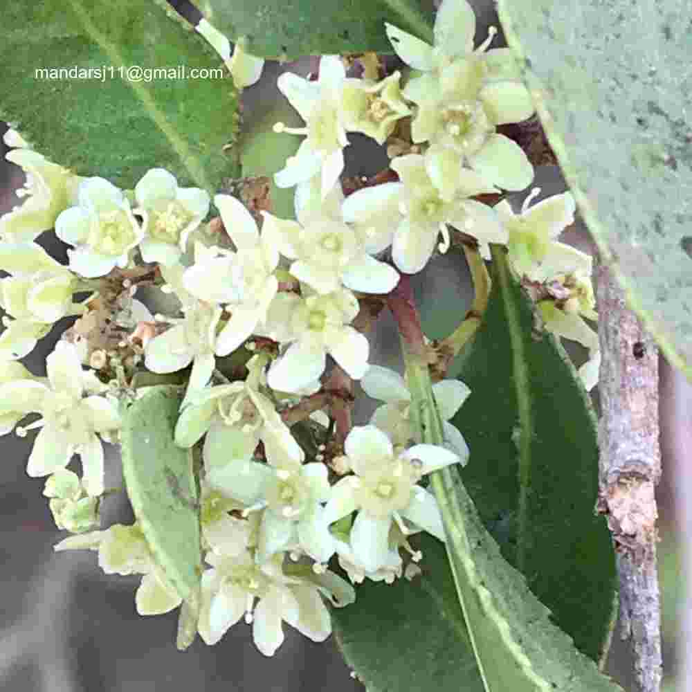 Gymnosporia senegalensis