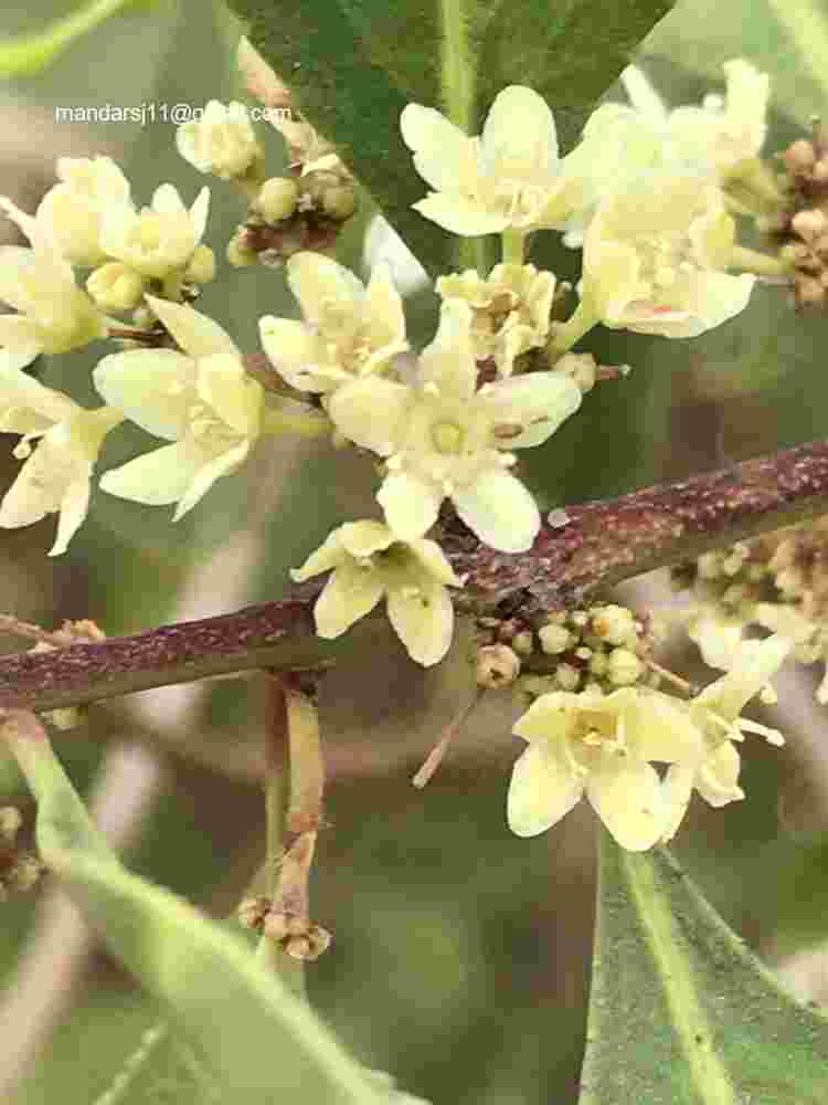 Gymnosporia senegalensis