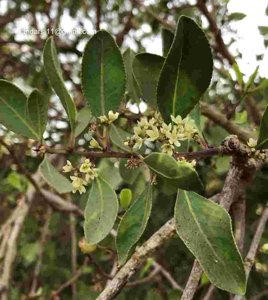 Gymnosporia senegalensis