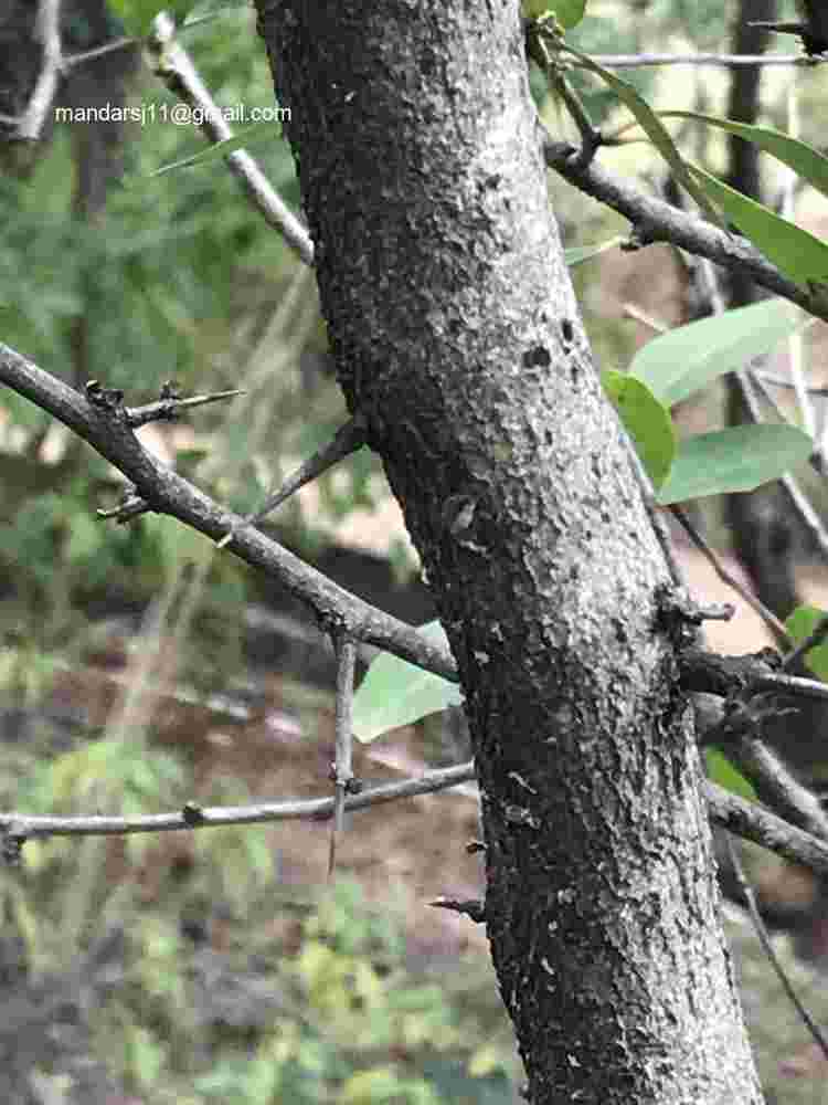 Gymnosporia senegalensis