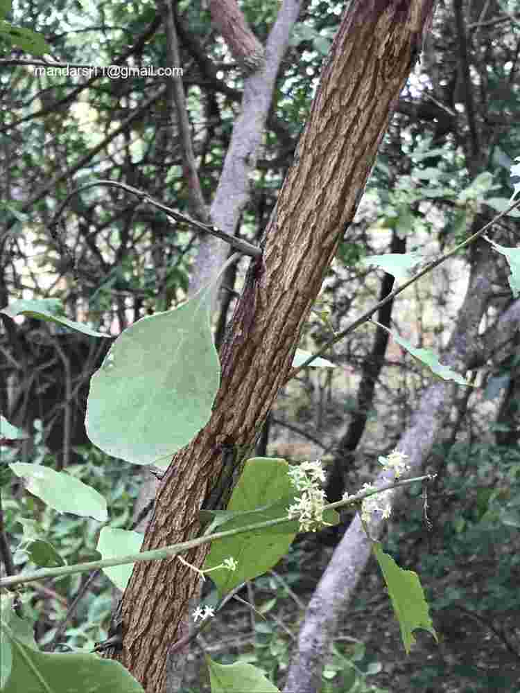 Gymnosporia senegalensis