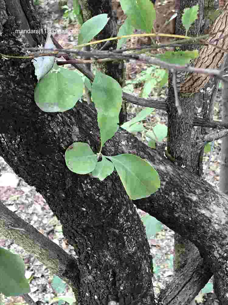 Gymnosporia senegalensis