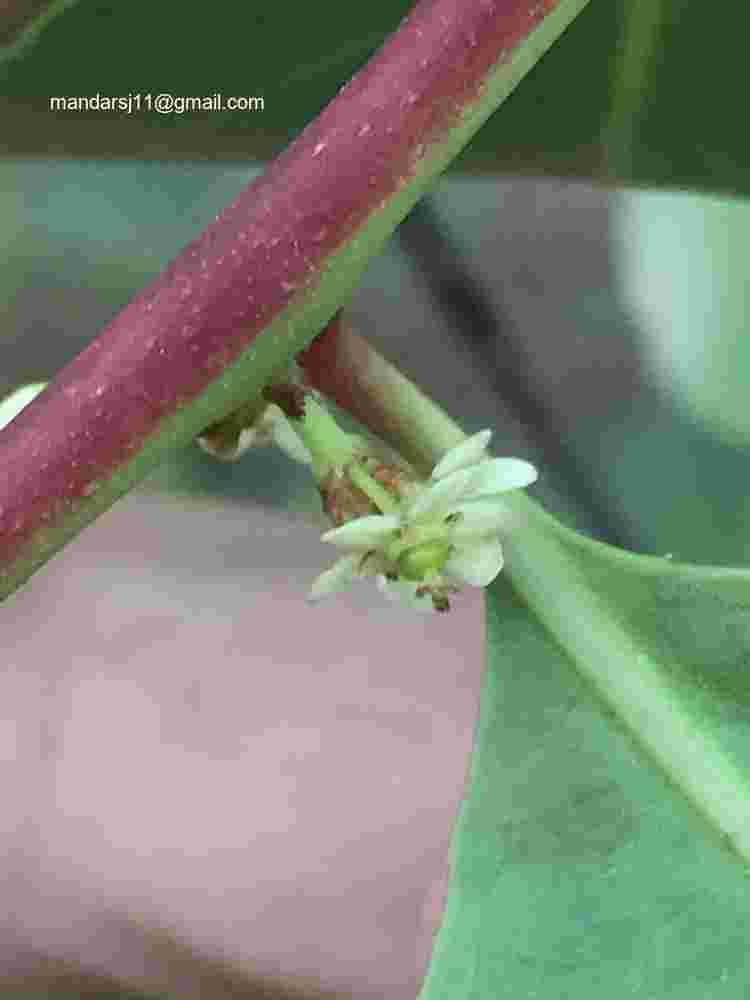 Gymnosporia senegalensis