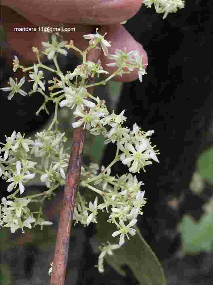 Gymnosporia senegalensis