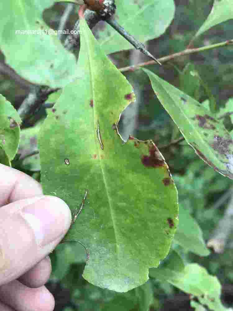 Gymnosporia senegalensis