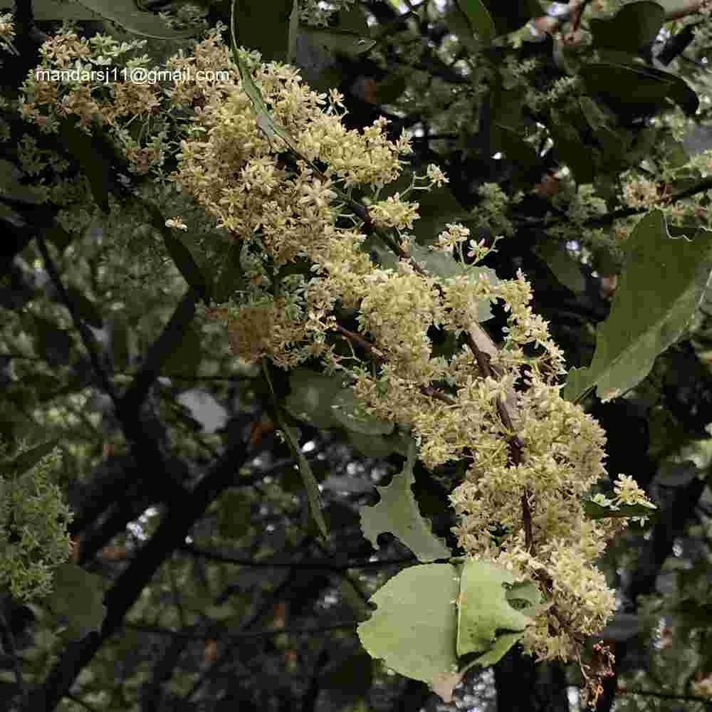 Gymnosporia senegalensis