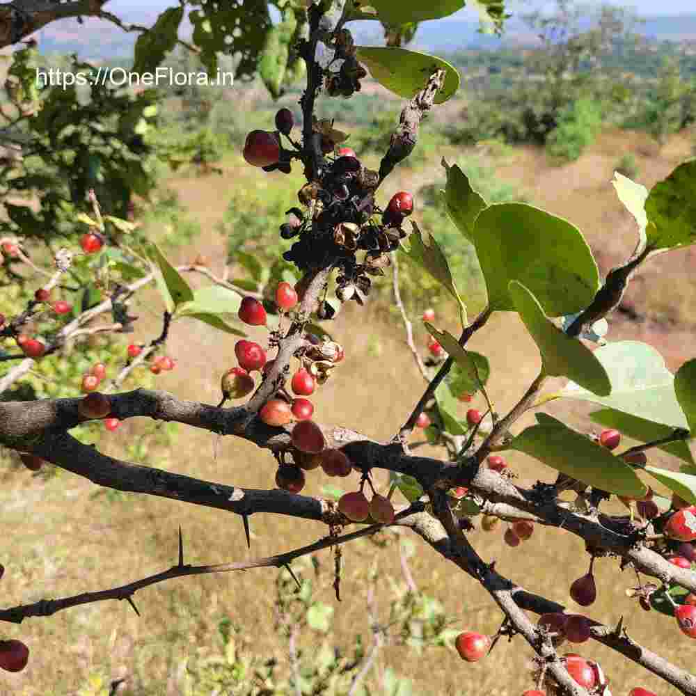 Gymnosporia senegalensis