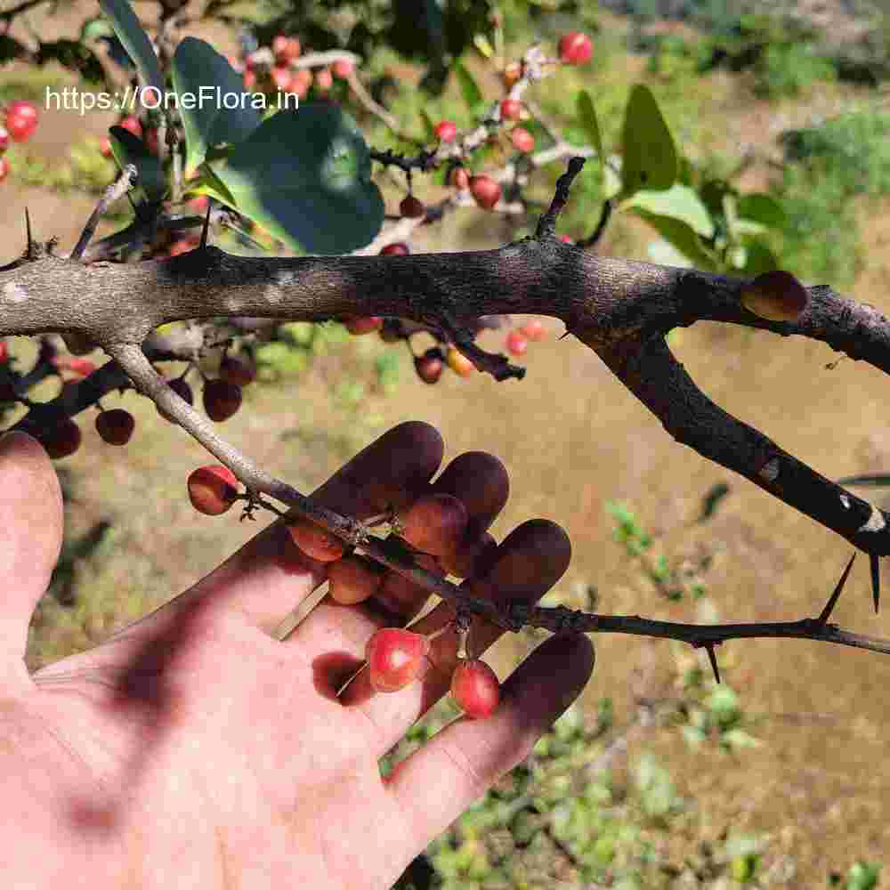 Gymnosporia senegalensis