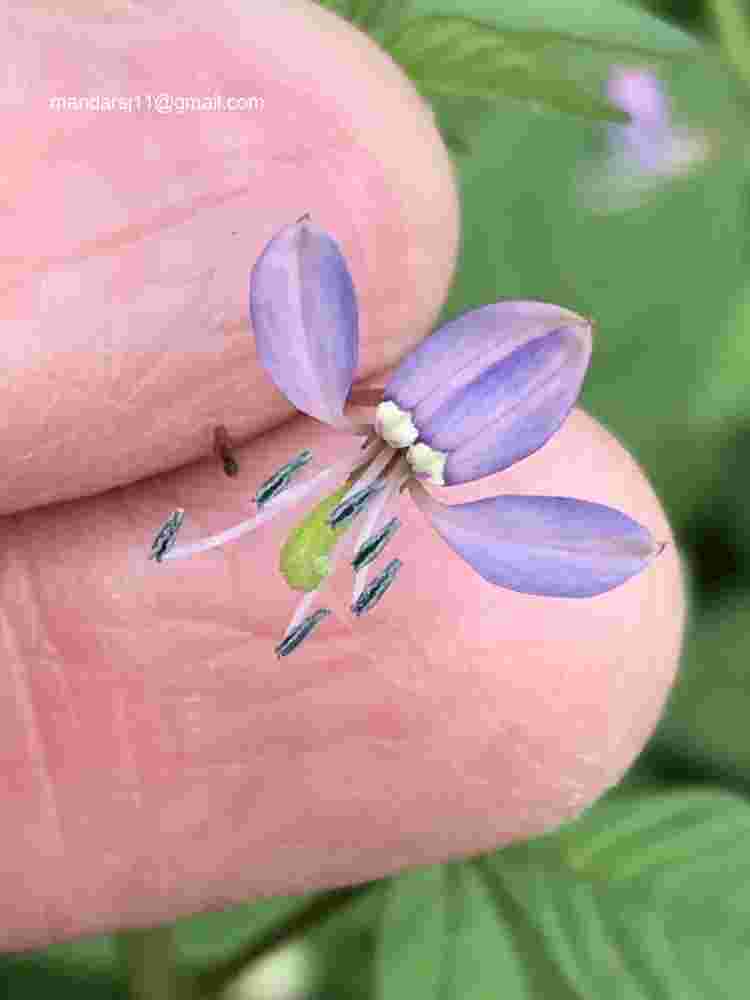 Cleome rutidosperma