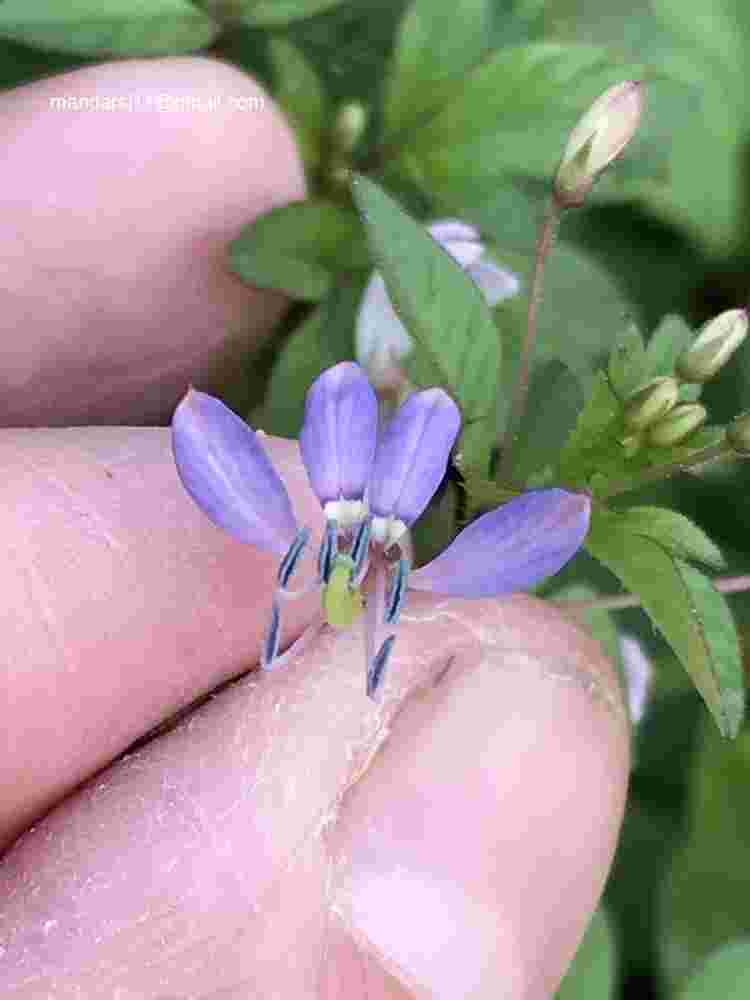 Cleome rutidosperma