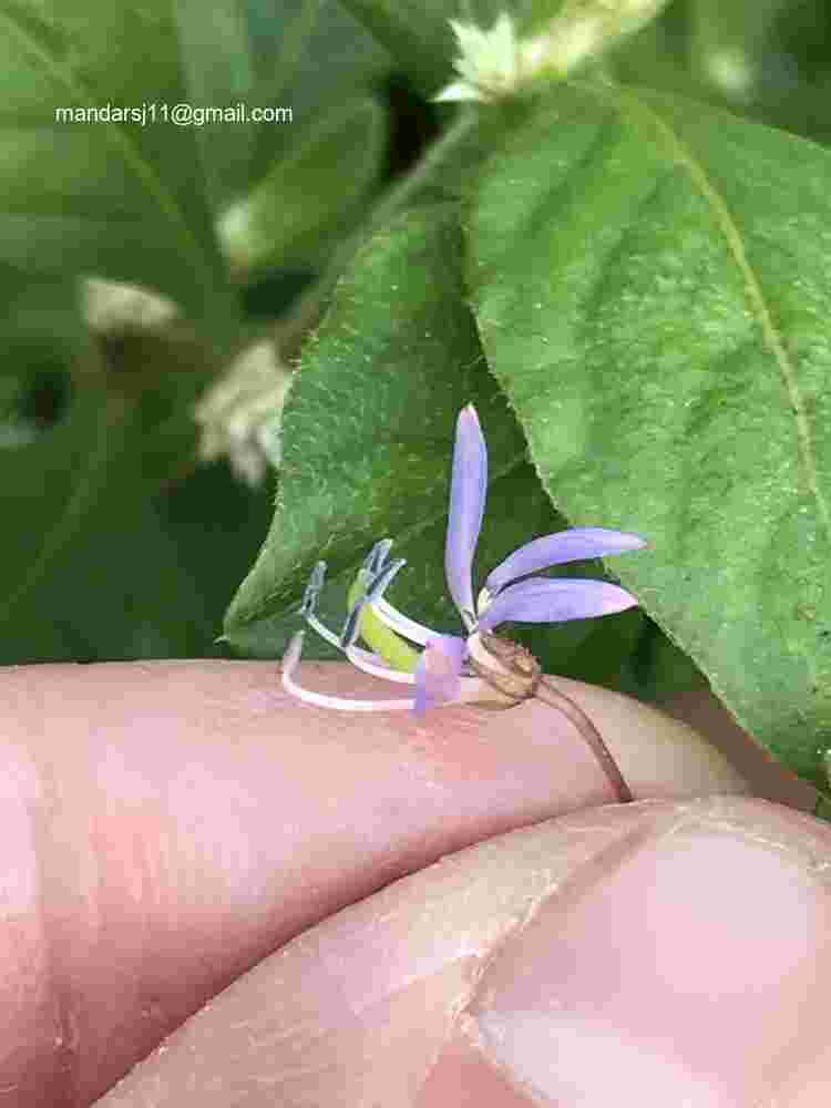 Cleome rutidosperma