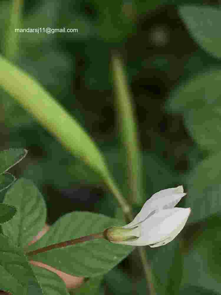 Cleome rutidosperma