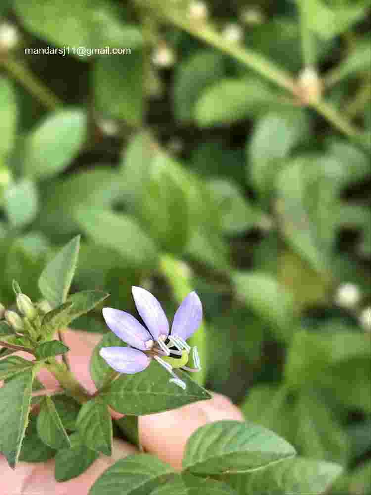 Cleome rutidosperma