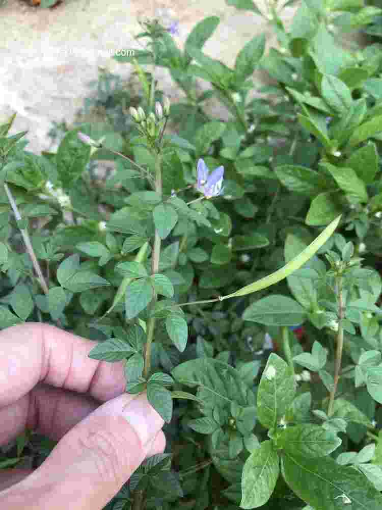 Cleome rutidosperma