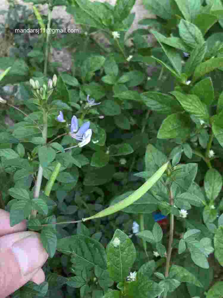 Cleome rutidosperma