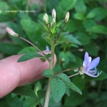 Cleome rutidosperma