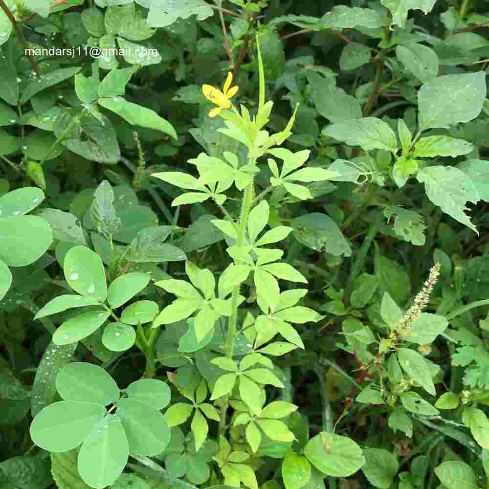 Arivela viscosa