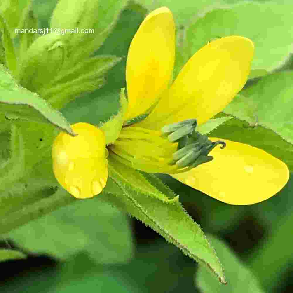 Arivela viscosa