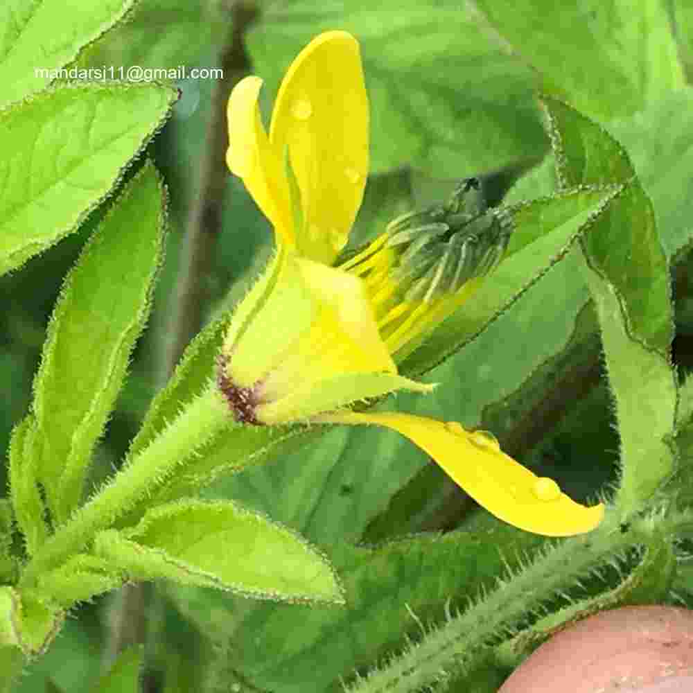 Arivela viscosa