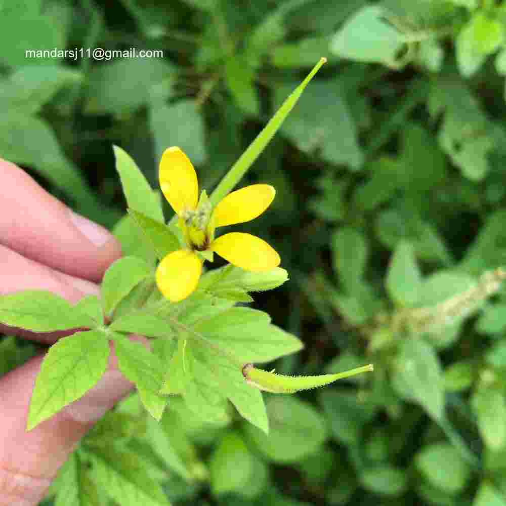 Arivela viscosa