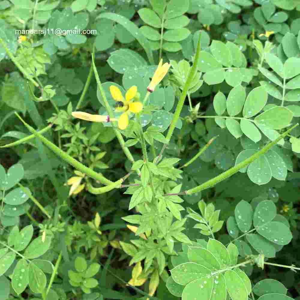 Arivela viscosa