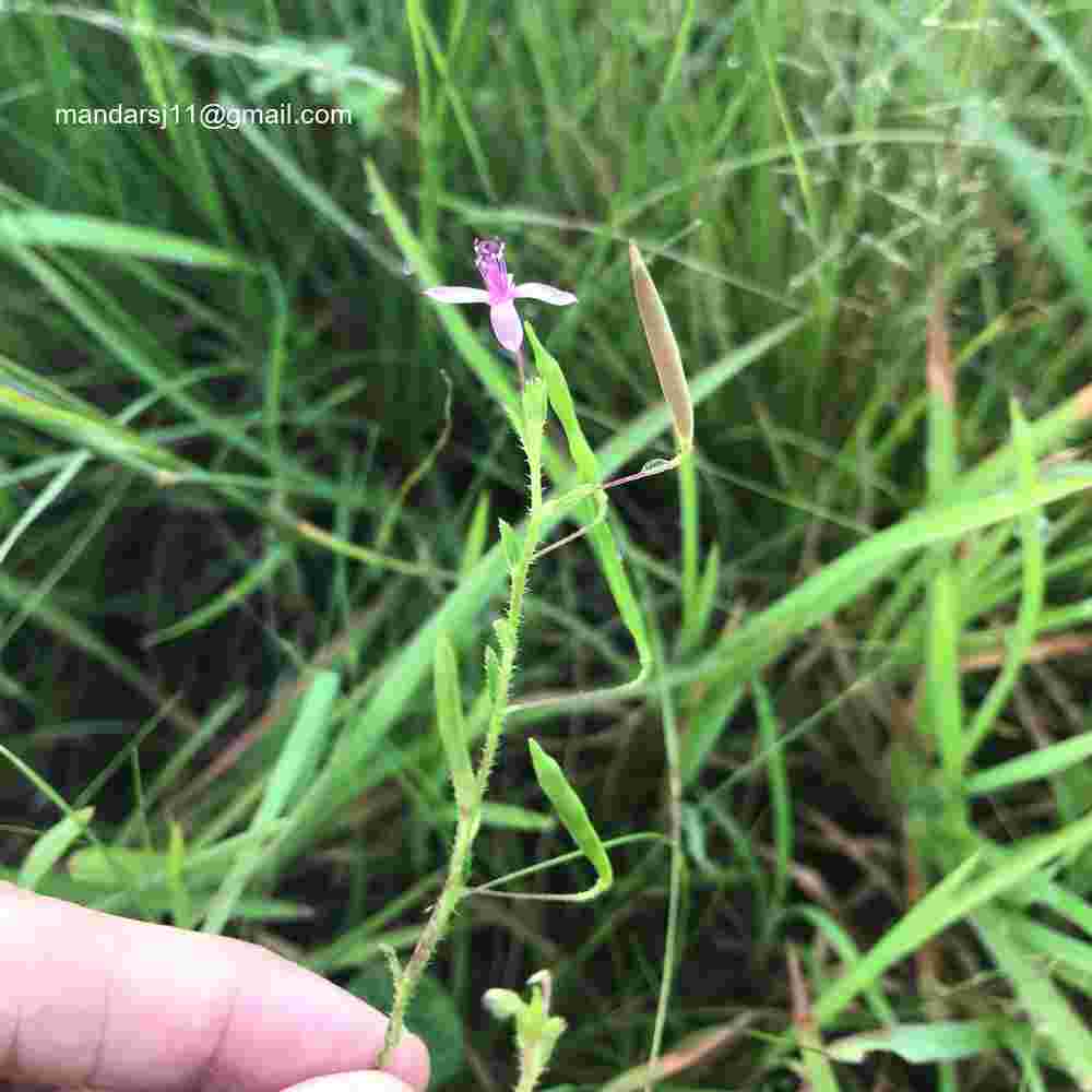 Cleome Simplicifolia