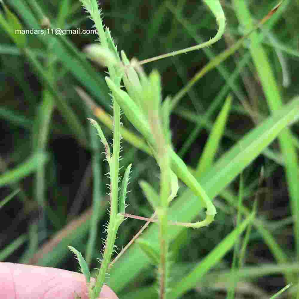 Cleome Simplicifolia