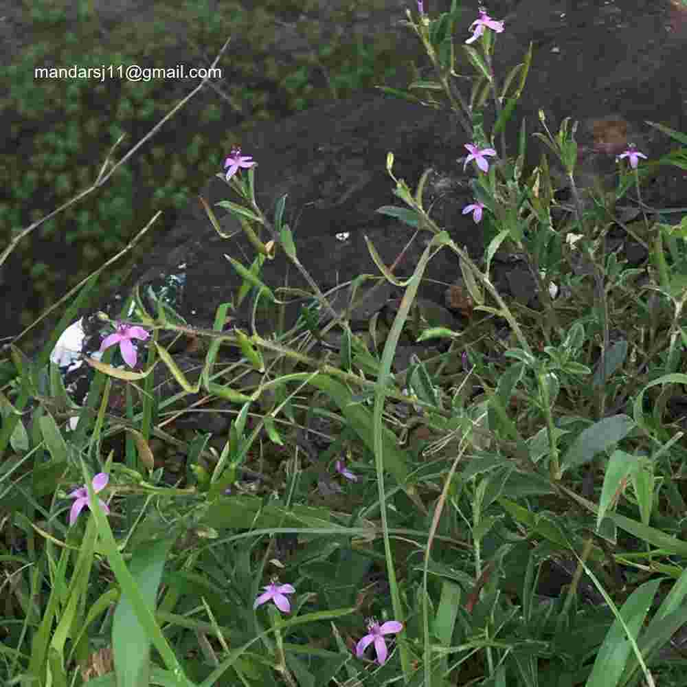 Cleome Simplicifolia