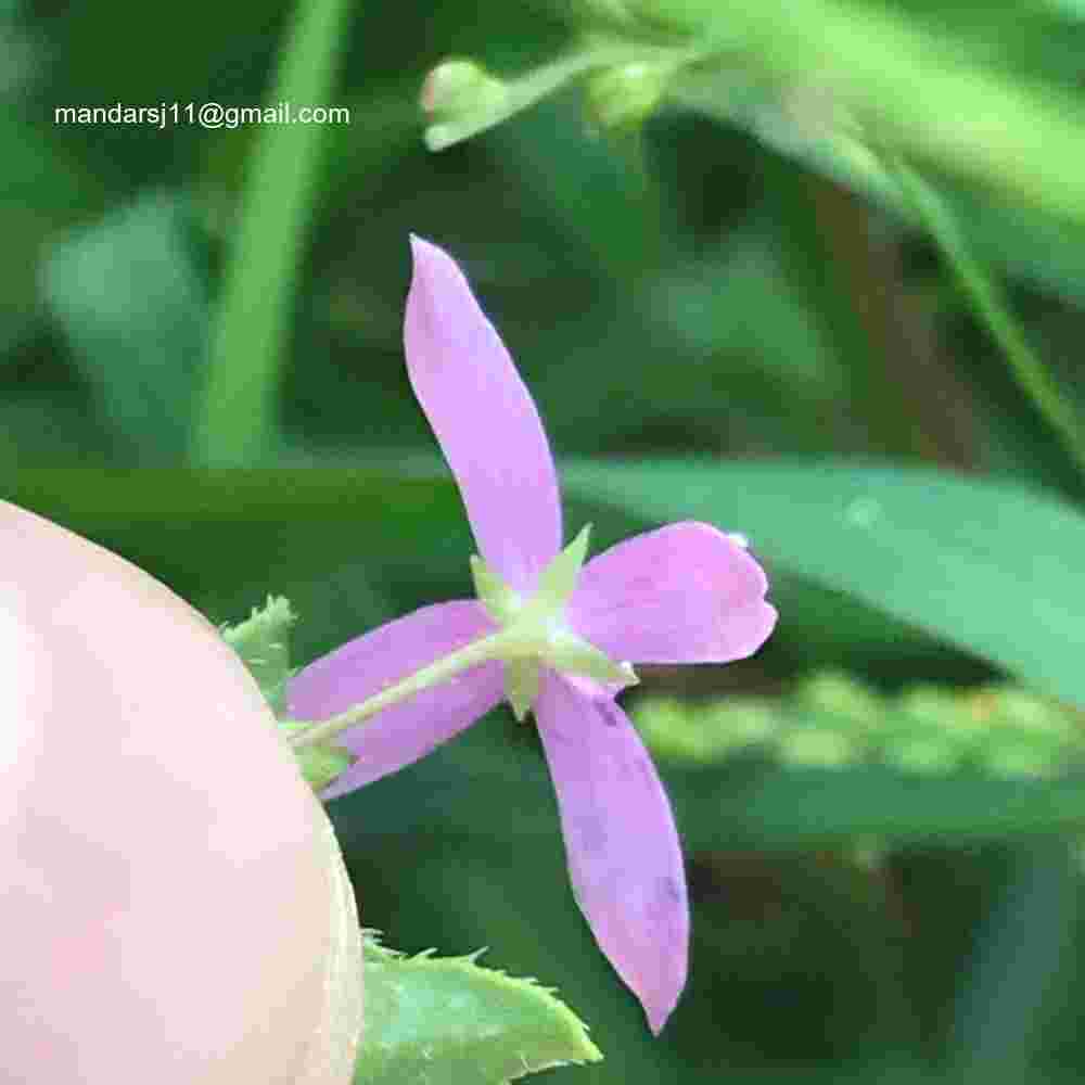 Cleome Simplicifolia
