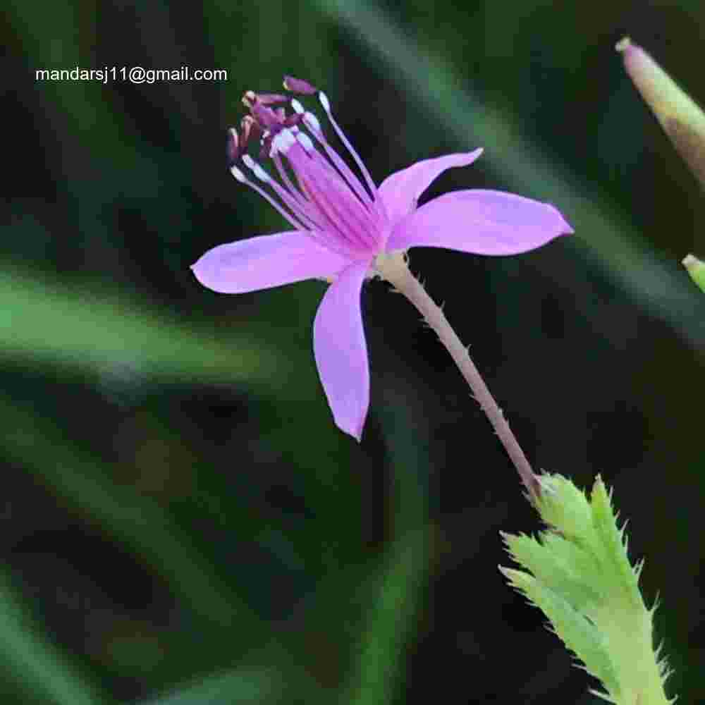 Cleome Simplicifolia