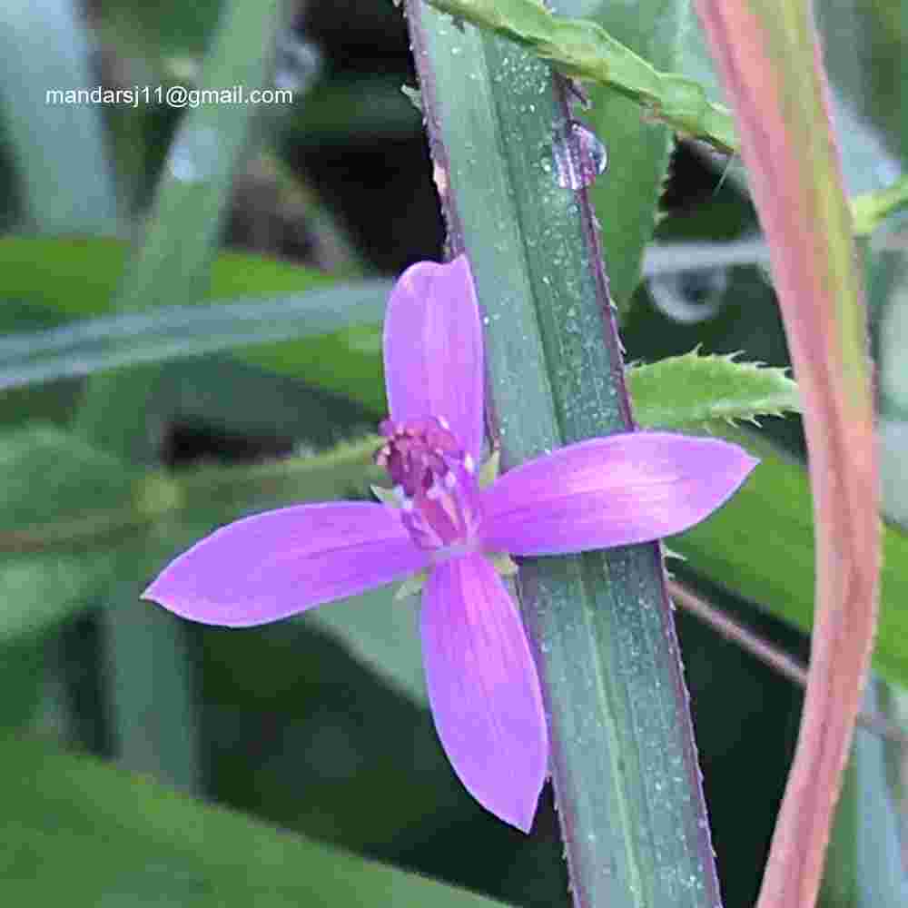 Cleome Simplicifolia