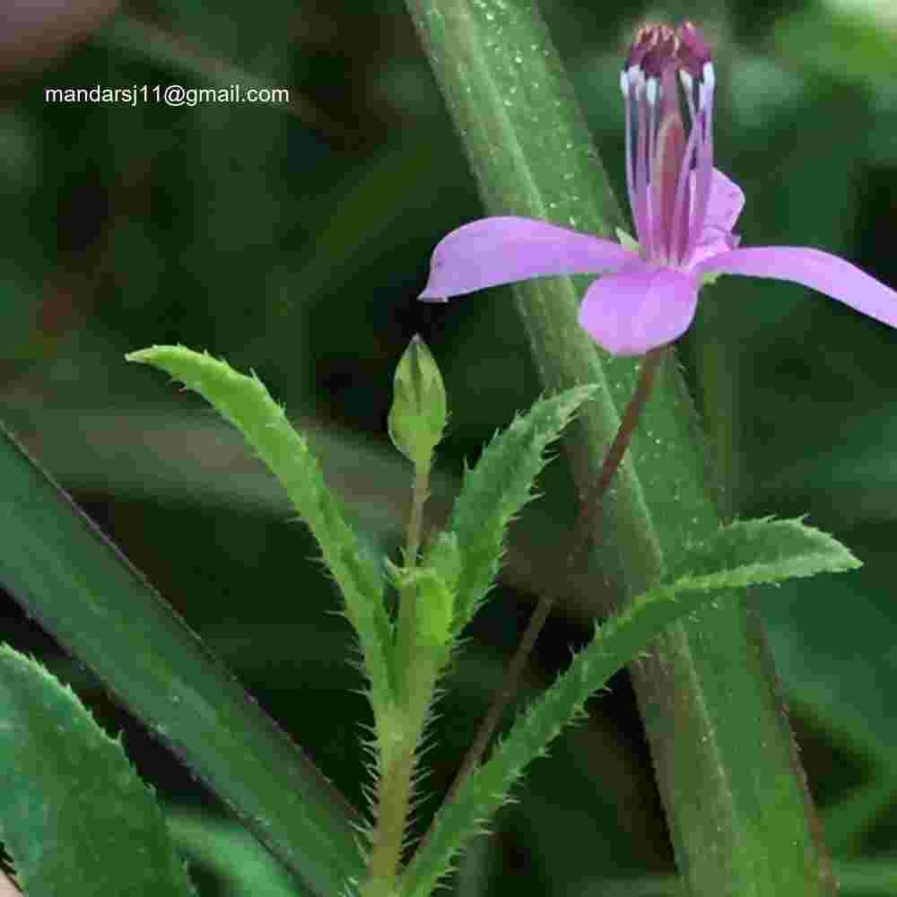 Cleome Simplicifolia