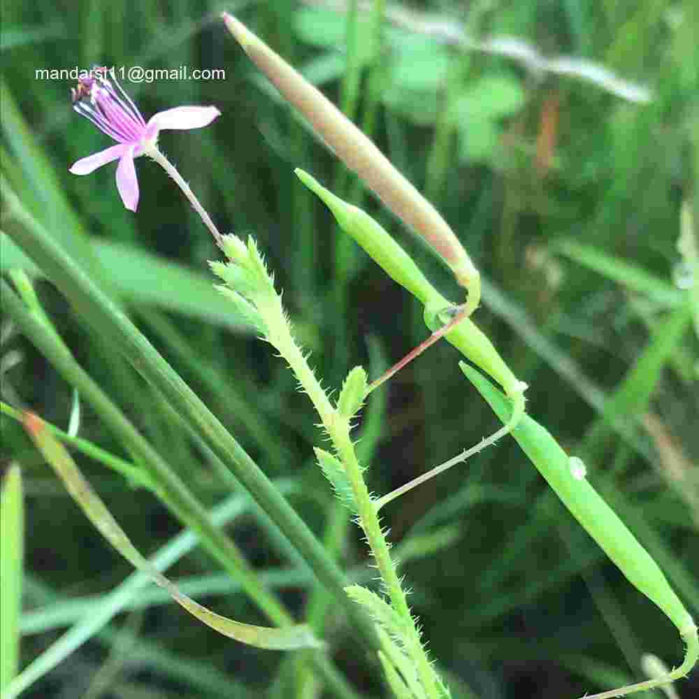 Cleome Simplicifolia