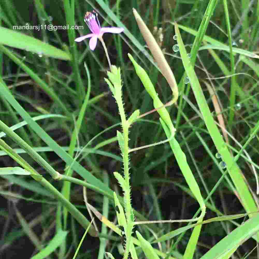 Cleome Simplicifolia