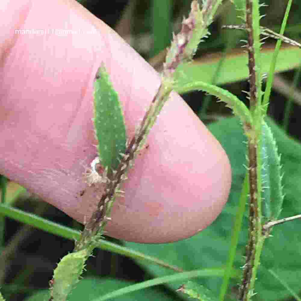 Cleome Simplicifolia