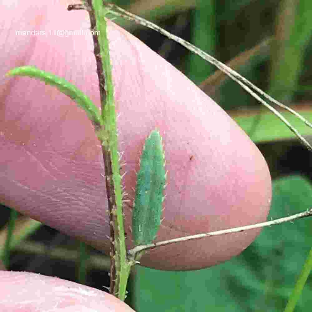 Cleome Simplicifolia