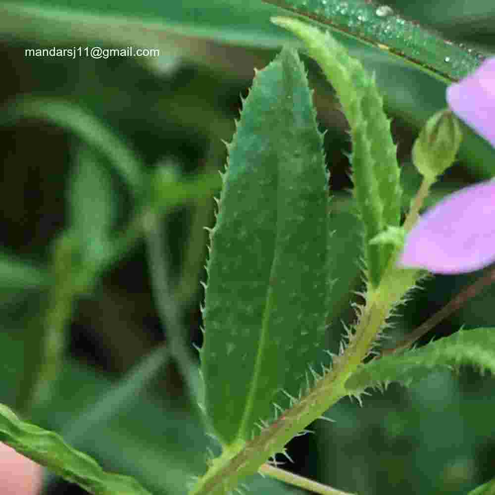 Cleome Simplicifolia