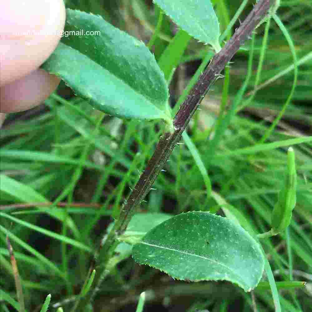 Cleome Simplicifolia