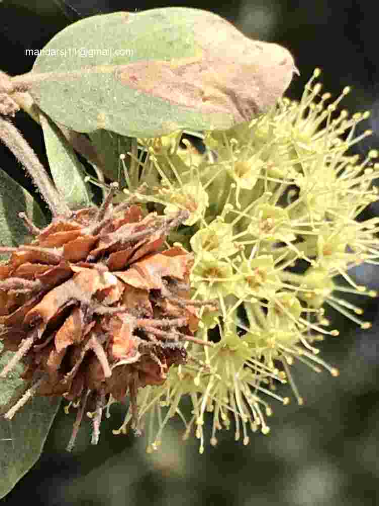 Anogeissus acuminata