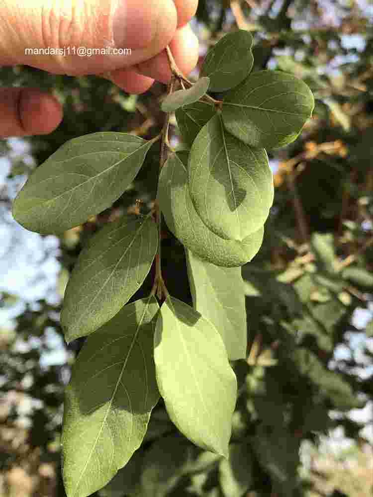 Anogeissus acuminata