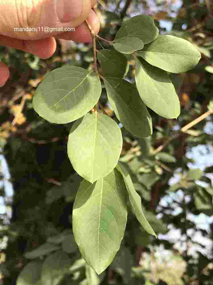 Anogeissus acuminata