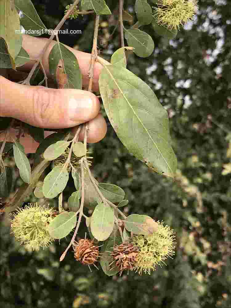 Anogeissus acuminata