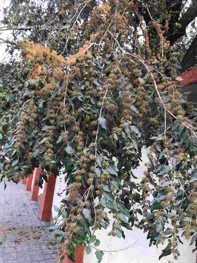 Anogeissus acuminata