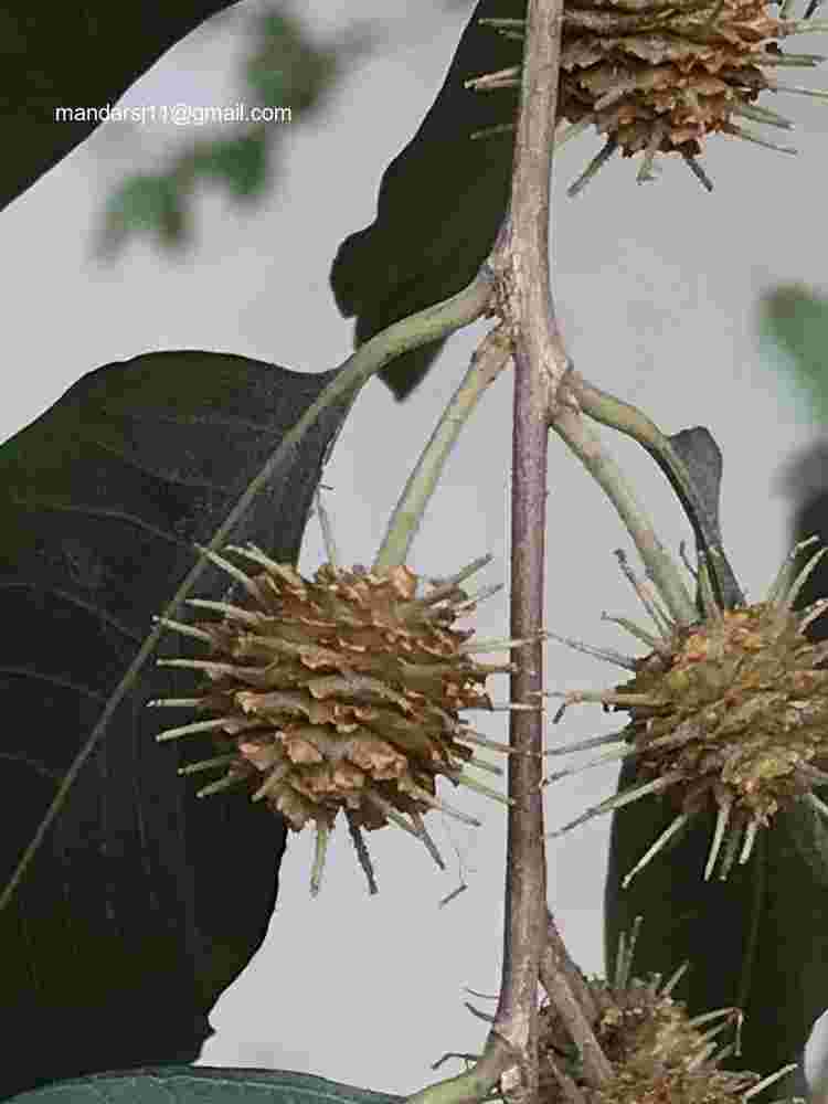 Anogeissus acuminata