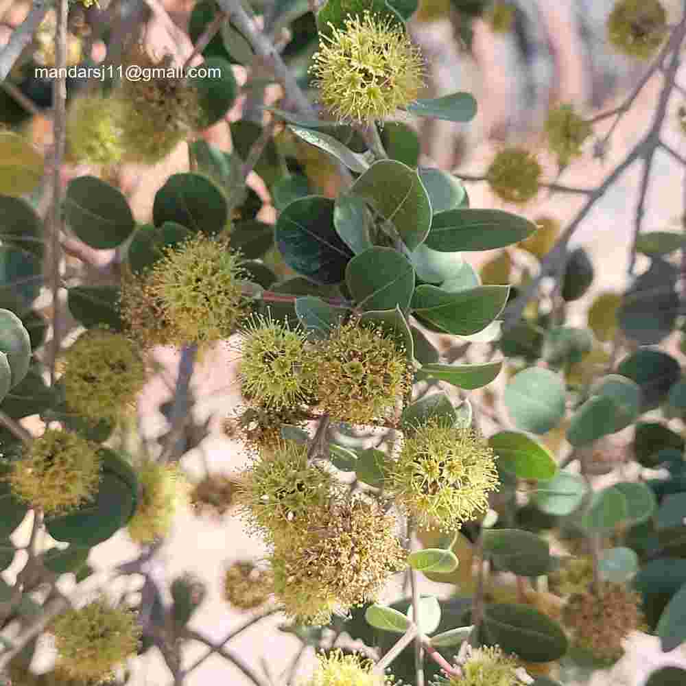 Anogeissus sericea var. nummularia