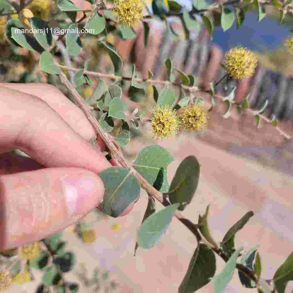 Anogeissus sericea var. nummularia