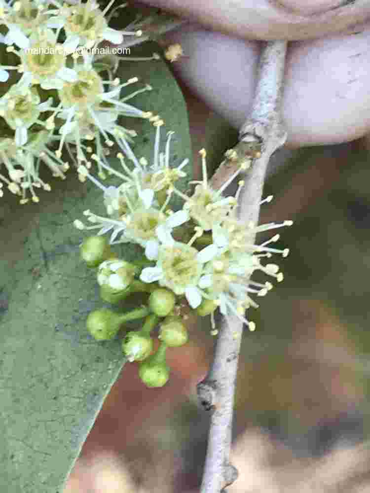 Combretum albidum