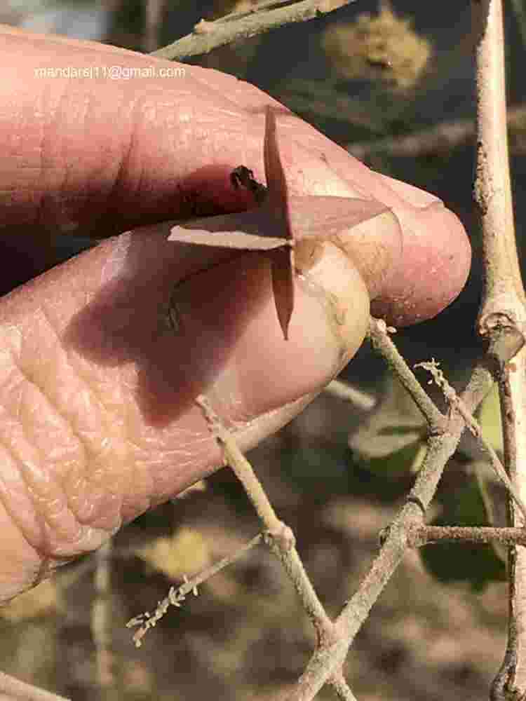 Combretum albidum